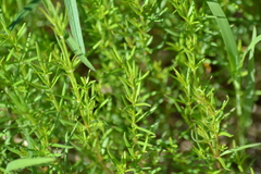 Galium labradoricum