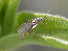 Horistus orientalis