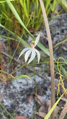 Praecoxanthus aphyllus