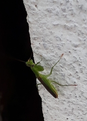 Odontomantis planiceps