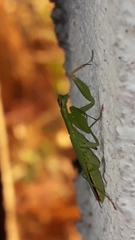 Odontomantis planiceps