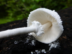 Leucocoprinus cretaceus image