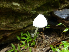 Leucocoprinus cretaceus image