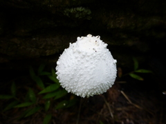 Leucocoprinus cretaceus image