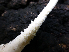Leucocoprinus cretaceus image