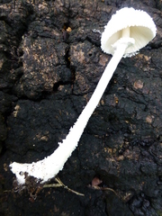 Leucocoprinus cretaceus image
