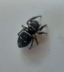 Heliophanus capensis