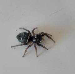 Heliophanus capensis