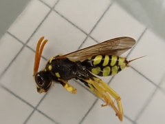 Nomada succincta