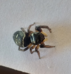 Heliophanus capensis