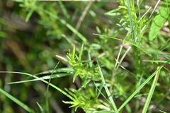 Galium labradoricum