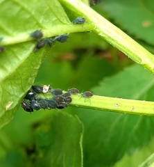 Aphis sambuci