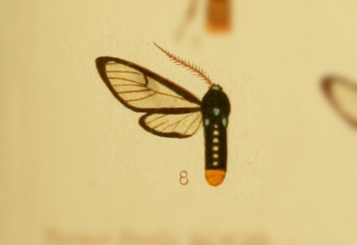Phoenicoprocta analis