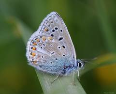 Polyommatus celina