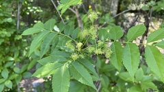 Picrasma quassioides