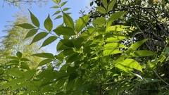 Picrasma quassioides