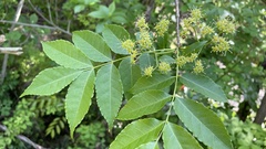 Picrasma quassioides