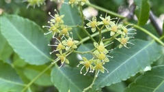 Picrasma quassioides