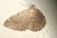 Triphosa
