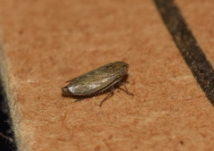 Euscelis incisus