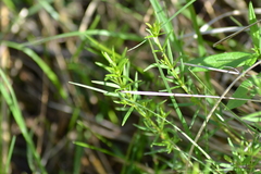 Galium labradoricum