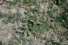 Astragalus captiosus