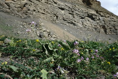 Astragalus captiosus