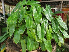 Philodendron burle-marxii