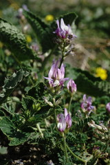 Astragalus captiosus