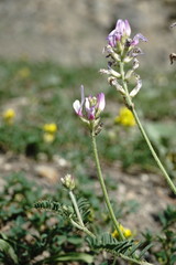 Astragalus captiosus