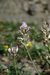 Astragalus captiosus