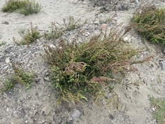 Chenopodium acuminatum