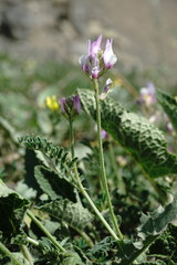 Astragalus captiosus