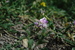 Astragalus captiosus