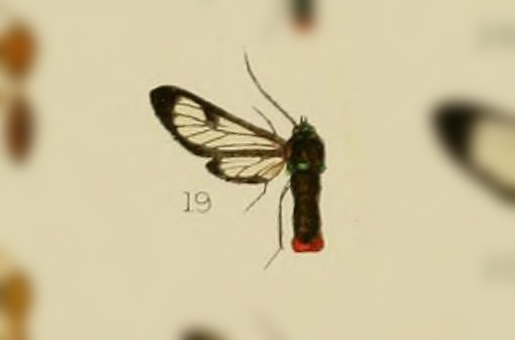 Phoenicoprocta steinbachi