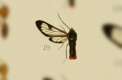 Phoenicoprocta steinbachi