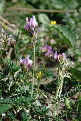 Astragalus captiosus