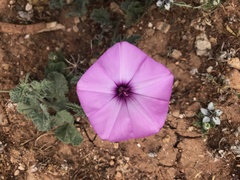 Convolvulus althaeoides
