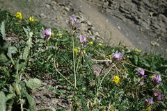 Astragalus captiosus