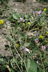 Astragalus captiosus