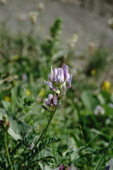 Astragalus captiosus