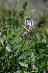 Astragalus captiosus