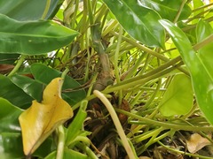 Philodendron burle-marxii