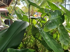 Philodendron burle-marxii
