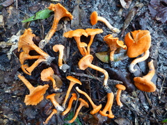 Cantharellus texensis