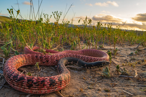 Desert Coachwhip, California, US, photo 3 of 10
