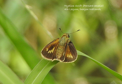 Parnara amalia