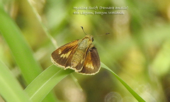 Parnara amalia