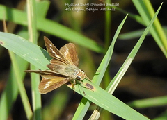 Parnara amalia