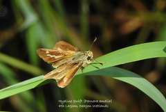 Parnara amalia